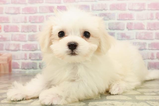 福島県のマルチーズ (Coo&RIKUいわき店/2025年7月29日生まれ/男の子/ホワイト)の子犬の2枚目の画像