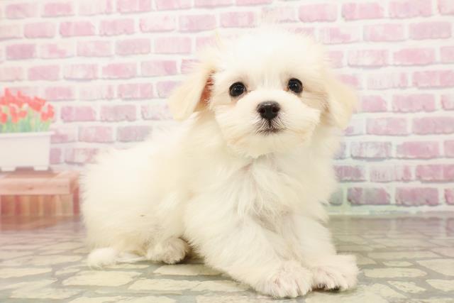 福島県のマルチーズ (Coo&RIKUいわき店/2025年7月29日生まれ/男の子/ホワイト)の子犬の3枚目の画像