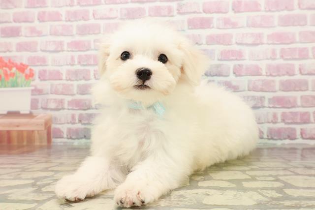 愛知県のマルチーズ (Coo&RIKU名古屋中川店/2025年7月29日生まれ/男の子/ホワイト)の子犬の2枚目の画像