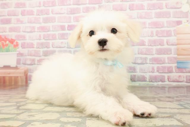 愛知県のマルチーズ (Coo&RIKU名古屋中川店/2025年7月29日生まれ/男の子/ホワイト)の子犬の3枚目の画像