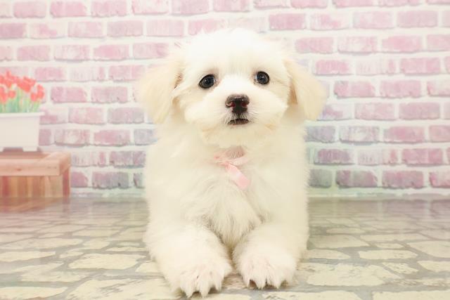 愛知県のマルチーズ (Coo&RIKU名古屋みなと店/2025年7月29日生まれ/女の子/ホワイト)の子犬の1枚目の画像