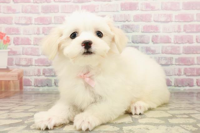 愛知県のマルチーズ (Coo&RIKU名古屋みなと店/2025年7月29日生まれ/女の子/ホワイト)の子犬の2枚目の画像