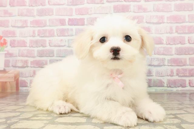 愛知県のマルチーズ (Coo&RIKU名古屋みなと店/2025年7月29日生まれ/女の子/ホワイト)の子犬の3枚目の画像
