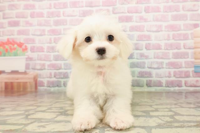神奈川県のマルチーズ (Coo&RIKU横浜青葉店/2025年7月29日生まれ/女の子/ホワイト)の子犬の1枚目の画像