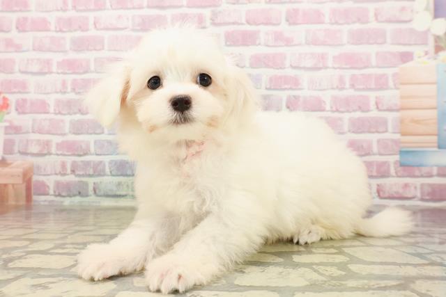 神奈川県のマルチーズ (Coo&RIKU横浜青葉店/2025年7月29日生まれ/女の子/ホワイト)の子犬の2枚目の画像