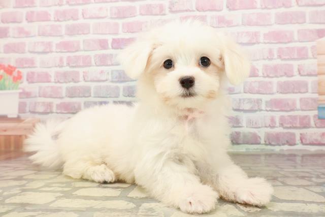 神奈川県のマルチーズ (Coo&RIKU横浜青葉店/2025年7月29日生まれ/女の子/ホワイト)の子犬の3枚目の画像