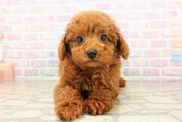 千葉県のトイプードル(トイ) (Coo&RIKU若葉都賀店/2025年7月29日生まれ/男の子/レッド)の子犬