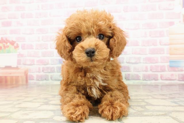 青森県のトイプードル(トイ) (Coo&RIKU青森店/2025年7月29日生まれ/男の子/レッド)の子犬の1枚目の画像