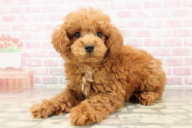 青森県のトイプードル(トイ) (Coo&RIKU青森店/2025年7月29日生まれ/男の子/レッド)の子犬の2枚目の画像