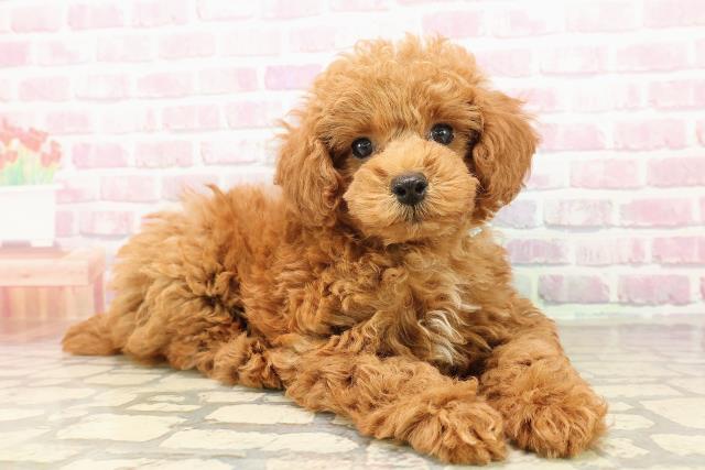 青森県のトイプードル(トイ) (Coo&RIKU青森店/2025年7月29日生まれ/男の子/レッド)の子犬の3枚目の画像