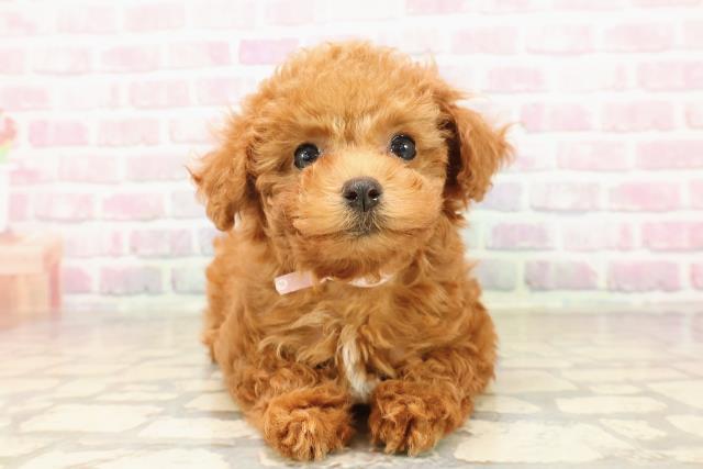 栃木県のトイプードル(トイ) (Coo&RIKUFKDインターパーク店/2025年7月29日生まれ/女の子/レッド)の子犬の1枚目の画像