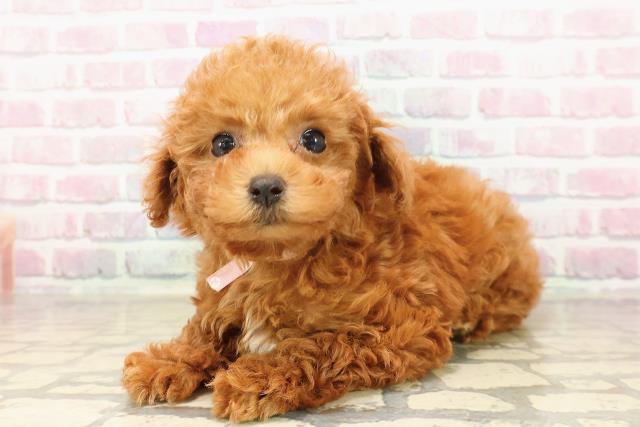 栃木県のトイプードル(トイ) (Coo&RIKUFKDインターパーク店/2025年7月29日生まれ/女の子/レッド)の子犬の2枚目の画像