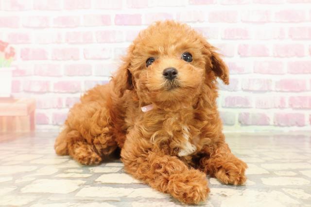 栃木県のトイプードル(トイ) (Coo&RIKUFKDインターパーク店/2025年7月29日生まれ/女の子/レッド)の子犬の3枚目の画像