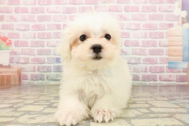 三重県のマルチーズ (Coo&RIKU津高茶屋店/2025年7月30日生まれ/男の子/ホワイト)の子犬の1枚目の画像