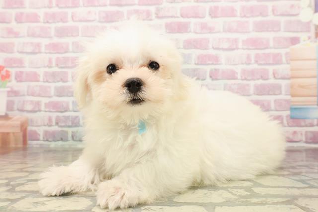 三重県のマルチーズ (Coo&RIKU津高茶屋店/2025年7月30日生まれ/男の子/ホワイト)の子犬の2枚目の画像