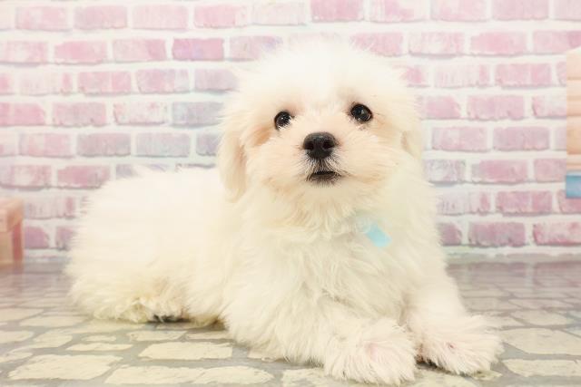 三重県のマルチーズ (Coo&RIKU津高茶屋店/2025年7月30日生まれ/男の子/ホワイト)の子犬の3枚目の画像