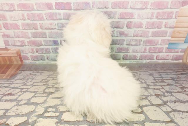 三重県のマルチーズ (Coo&RIKU津高茶屋店/2025年7月30日生まれ/男の子/ホワイト)の子犬の4枚目の画像