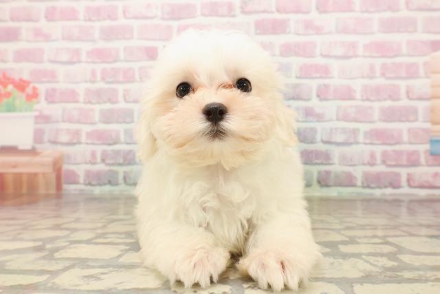 三重県のマルチーズ (Coo&RIKU四日市店/2025年7月30日生まれ/男の子/ホワイト)の子犬の1枚目の画像