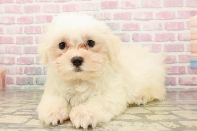 三重県のマルチーズ (Coo&RIKU四日市店/2025年7月30日生まれ/男の子/ホワイト)の子犬の2枚目の画像