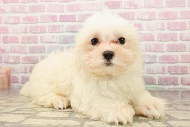 三重県のマルチーズ (Coo&RIKU四日市店/2025年7月30日生まれ/男の子/ホワイト)の子犬の3枚目の画像