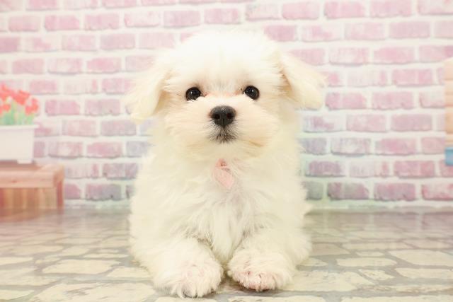 栃木県のマルチーズ (Coo&RIKU小山店/2025年7月30日生まれ/女の子/ホワイト)の子犬の1枚目の画像