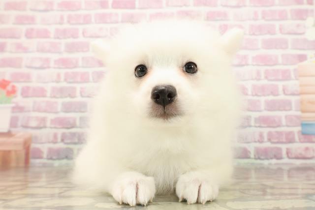 埼玉県の日本スピッツ (Coo&RIKUアニマルケアセンター大宮/2025年8月1日生まれ/男の子/ホワイト)の子犬の1枚目の画像