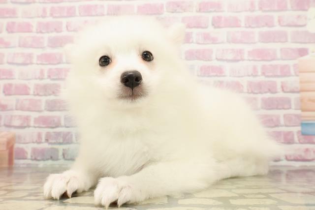埼玉県の日本スピッツ (Coo&RIKUアニマルケアセンター大宮/2025年8月1日生まれ/男の子/ホワイト)の子犬の2枚目の画像