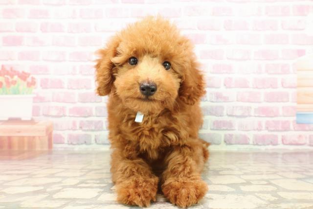 宮城県のトイプードル(トイ) (Coo&RIKU仙台太白店/2025年7月16日生まれ/男の子/レッド)の子犬の1枚目の画像