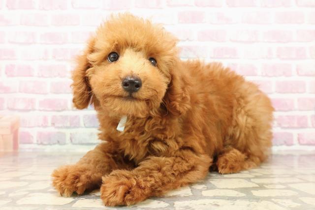 宮城県のトイプードル(トイ) (Coo&RIKU仙台太白店/2025年7月16日生まれ/男の子/レッド)の子犬の2枚目の画像