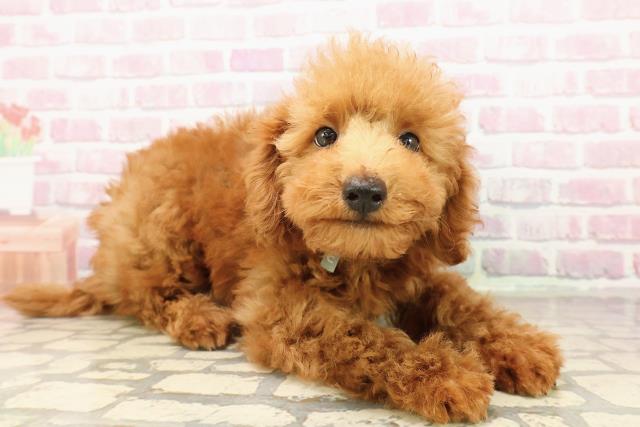 宮城県のトイプードル(トイ) (Coo&RIKU仙台太白店/2025年7月16日生まれ/男の子/レッド)の子犬の3枚目の画像