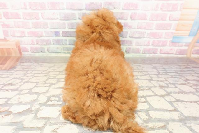 宮城県のトイプードル(トイ) (Coo&RIKU仙台太白店/2025年7月16日生まれ/男の子/レッド)の子犬の4枚目の画像