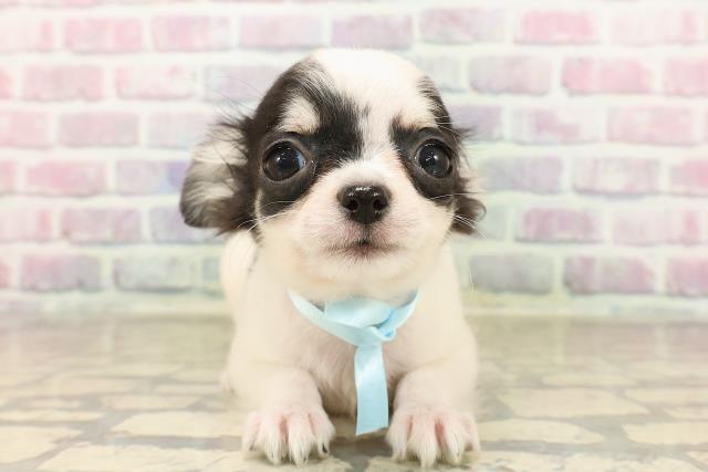 福島県のチワワ(ロング) (Coo&RIKUいわき店/2025年7月19日生まれ/男の子/ホワイトブラックタン)の子犬の1枚目の画像