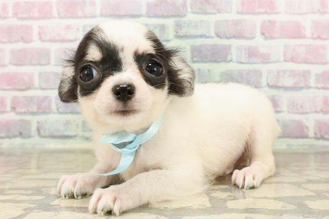 福島県のチワワ(ロング) (Coo&RIKUいわき店/2025年7月19日生まれ/男の子/ホワイトブラックタン)の子犬の2枚目の画像