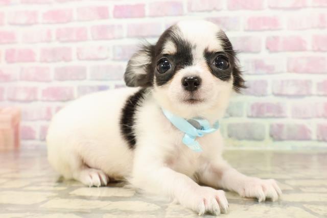 福島県のチワワ(ロング) (Coo&RIKUいわき店/2025年7月19日生まれ/男の子/ホワイトブラックタン)の子犬の3枚目の画像