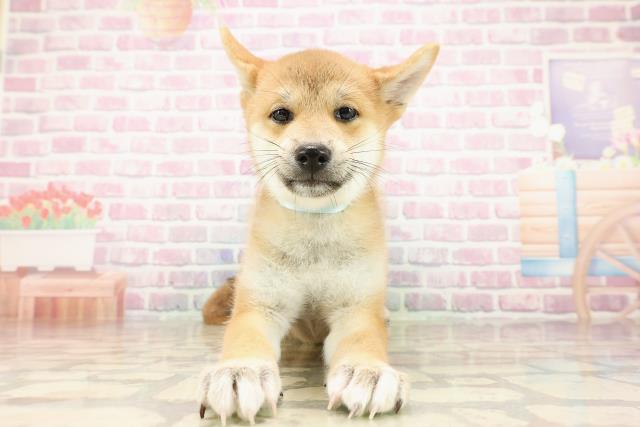 三重県の柴犬(標準サイズ) (Coo&RIKU四日市店/2025年7月23日生まれ/男の子/赤)の子犬の1枚目の画像