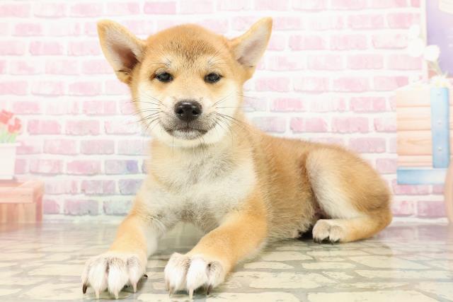 三重県の柴犬(標準サイズ) (Coo&RIKU四日市店/2025年7月23日生まれ/男の子/赤)の子犬の2枚目の画像