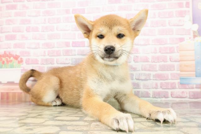三重県の柴犬(標準サイズ) (Coo&RIKU四日市店/2025年7月23日生まれ/男の子/赤)の子犬の3枚目の画像