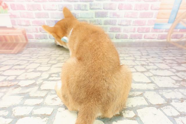三重県の柴犬(標準サイズ) (Coo&RIKU四日市店/2025年7月23日生まれ/男の子/赤)の子犬の4枚目の画像