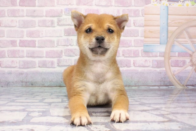 兵庫県の豆柴 (Coo&RIKU神戸三宮店/2025年8月2日生まれ/男の子/赤)の子犬の1枚目の画像