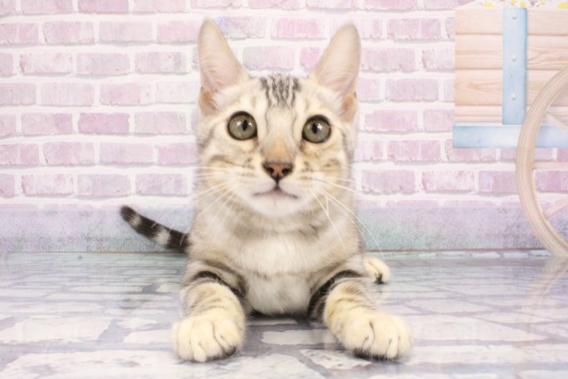 兵庫県のベンガル (Coo&RIKU三木店/2025年7月8日生まれ/男の子/ブラックシルバースポットタビー)の子猫の1枚目の画像
