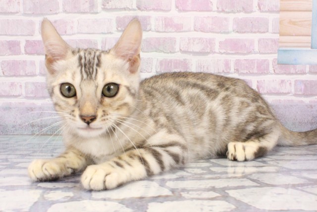 兵庫県のベンガル (Coo&RIKU三木店/2025年7月8日生まれ/男の子/ブラックシルバースポットタビー)の子猫の3枚目の画像