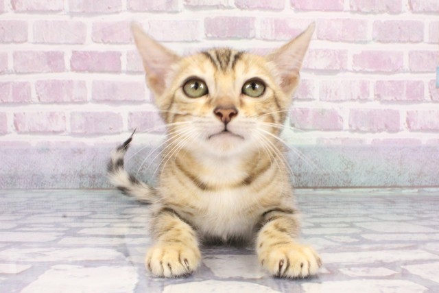 兵庫県のベンガル (Coo&RIKU丹波店/2025年7月25日生まれ/男の子/ブラウンスポットタビー)の子猫の1枚目の画像
