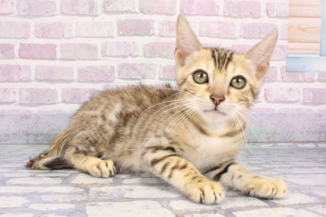 兵庫県のベンガル (Coo&RIKU丹波店/2025年7月25日生まれ/男の子/ブラウンスポットタビー)の子猫の2枚目の画像