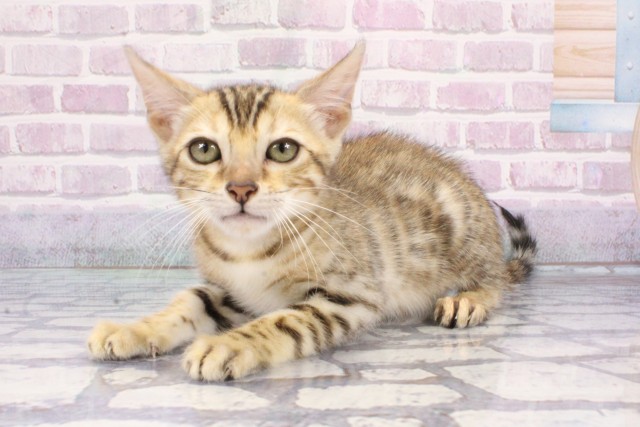 兵庫県のベンガル (Coo&RIKU丹波店/2025年7月25日生まれ/男の子/ブラウンスポットタビー)の子猫の3枚目の画像