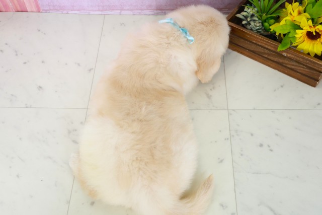 佐賀県のゴールデンレトリバー (Coo&RIKU佐賀神埼店/2025年8月3日生まれ/男の子/ゴールデン)の子犬の4枚目の画像