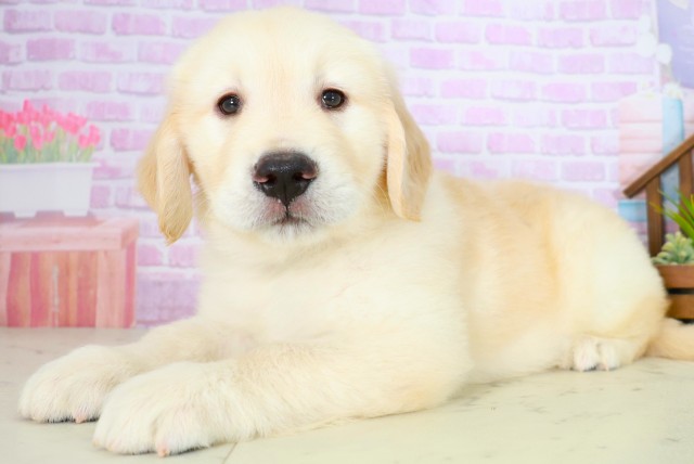 福岡県のゴールデンレトリバー (Coo&RIKU福岡西店/2025年8月3日生まれ/男の子/ゴールデン)の子犬の3枚目の画像