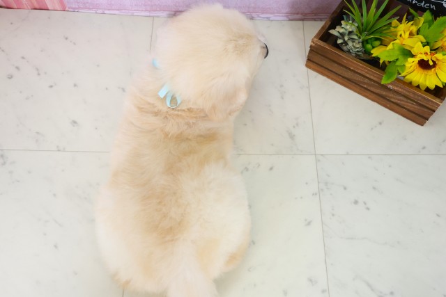 福岡県のゴールデンレトリバー (Coo&RIKU福岡西店/2025年8月3日生まれ/男の子/ゴールデン)の子犬の4枚目の画像