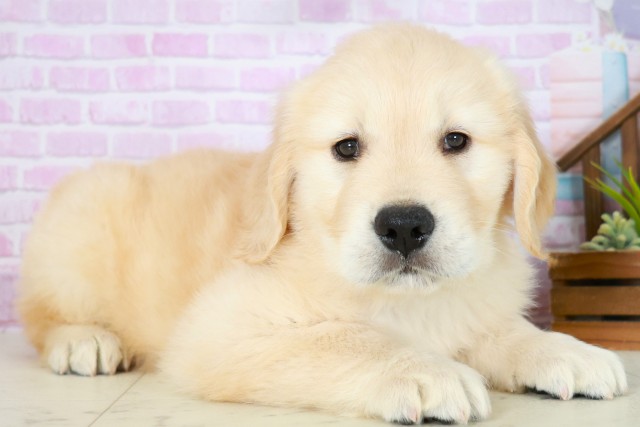 福岡県のゴールデンレトリバー (Coo&RIKU黒崎店/2025年8月3日生まれ/男の子/ゴールデン)の子犬の2枚目の画像