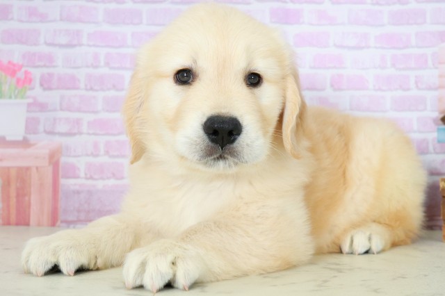 福岡県のゴールデンレトリバー (Coo&RIKU黒崎店/2025年8月3日生まれ/男の子/ゴールデン)の子犬の3枚目の画像