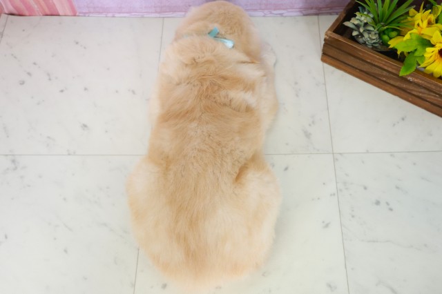 福岡県のゴールデンレトリバー (Coo&RIKU黒崎店/2025年8月3日生まれ/男の子/ゴールデン)の子犬の4枚目の画像